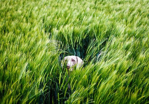 Körperliche Beschwerden beim Tier